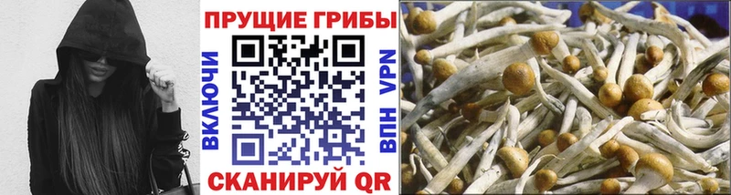 Псилоцибиновые грибы GOLDEN TEACHER  дарк нет формула  Гусев 